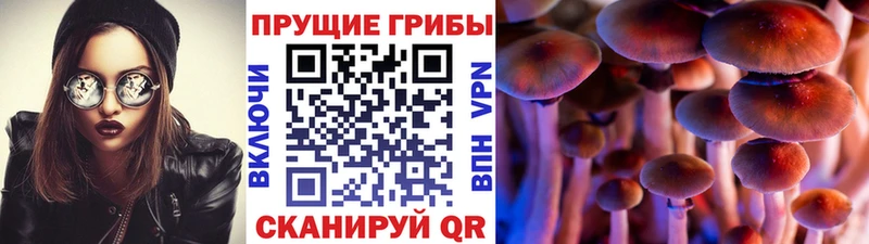 Псилоцибиновые грибы Cubensis  Осинники 