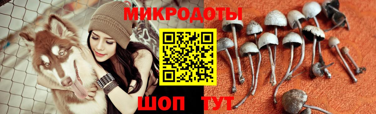 Псилоцибиновые грибы прущие грибы  Вход с VPN  Псилоцибиновые грибы Cubensis  Осинники 